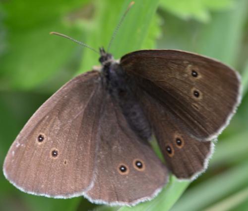Réf. 262 684 : Aphantopus hyperantus